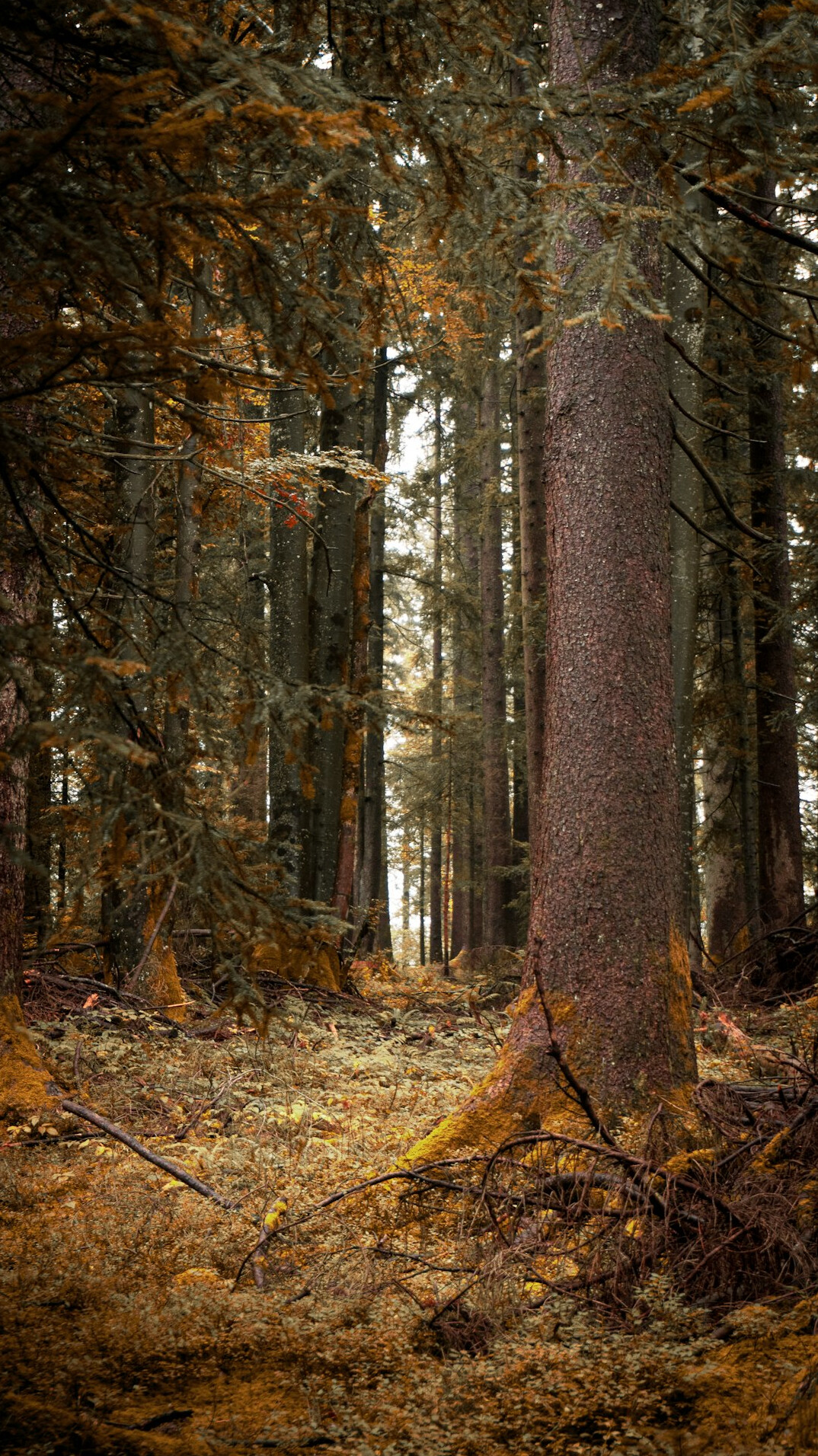 swiss forest hike
